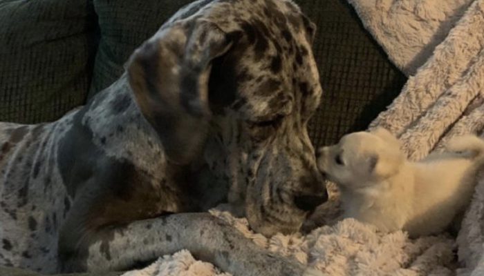 The dog became a guide for a larger dog out of love. See, how they helped each other.