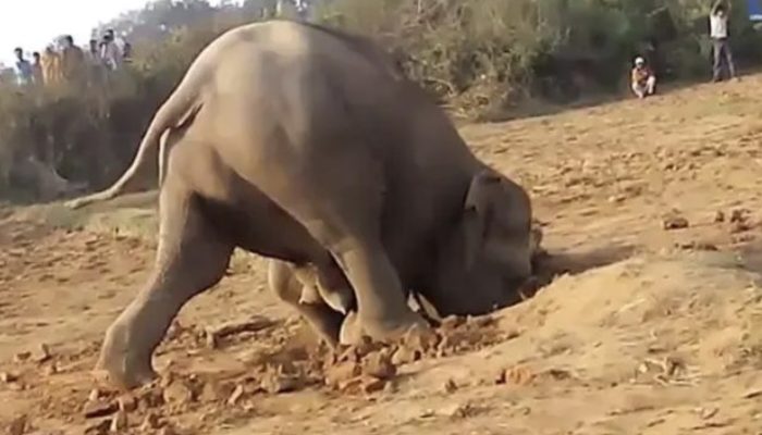 The elephant continued to dig in an effort to extract something from the mud for more than 11 hours.
