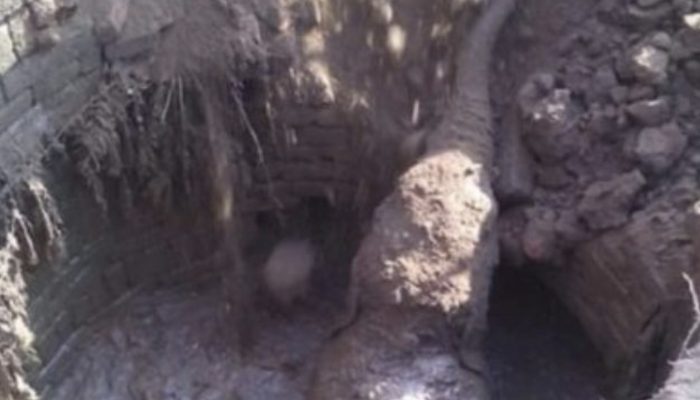 The elephant continued to dig in an effort to extract something from the mud for more than 11 hours.