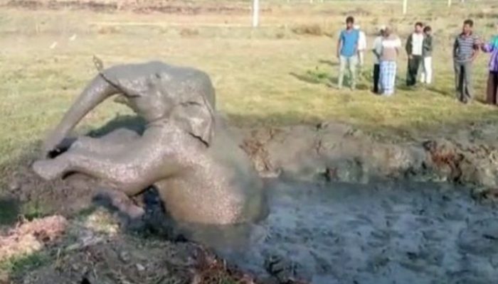 The elephant continued to dig in an effort to extract something from the mud for more than 11 hours.