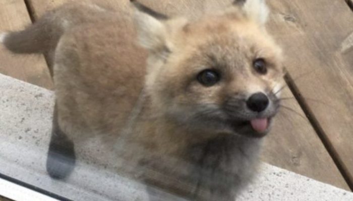 When the grandmother woke up, she saw beautiful foxes playing in the yard. They were afraid of the grandmother, but the grandmother wanted to help them.
