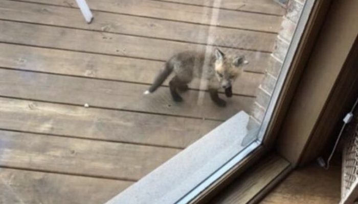 When the grandmother woke up, she saw beautiful foxes playing in the yard. They were afraid of the grandmother, but the grandmother wanted to help them.