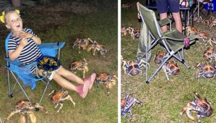 A family's picnic in Australia was disrupted by a swarm of enormous, savage crabs.