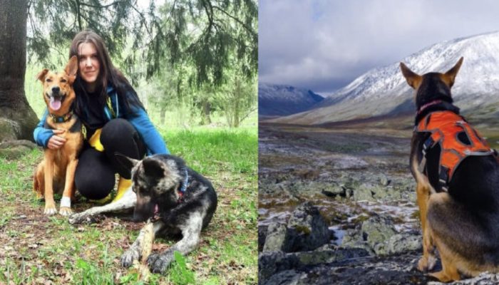 A married couple transforms their life into a fairy tale by adopting two dogs from a shelter.
