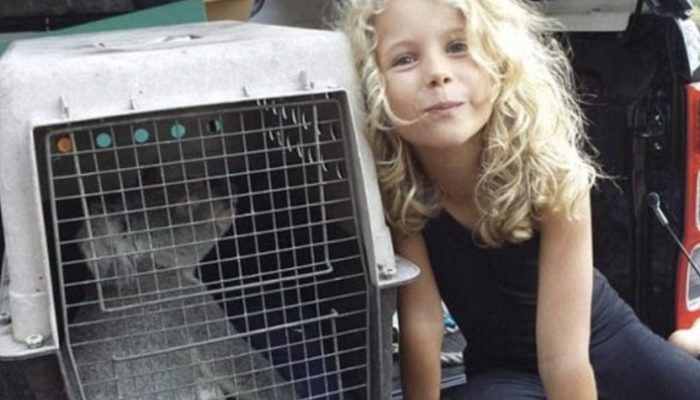 Even though she is only 10 years old, this lovely girl has already saved dozens of koalas. You will be shocked to see her.