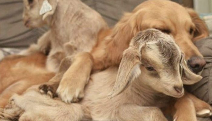 After falling in love with four newborn goats, a dog takes them in as her own. The moment is so cute.