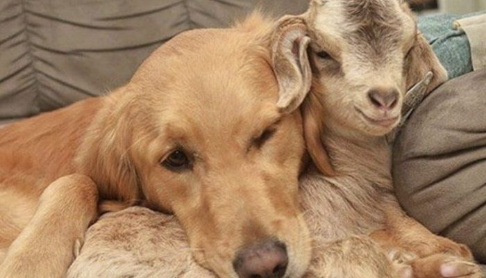 After falling in love with four newborn goats, a dog takes them in as her own. The moment is so cute.
