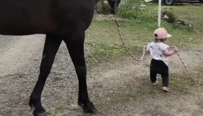 A 15-month-old girl walks her horse friend and makes people smile. Everybody admired with them.