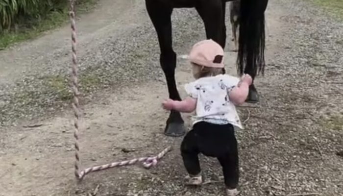 A 15-month-old girl walks her horse friend and makes people smile. Everybody admired with them.