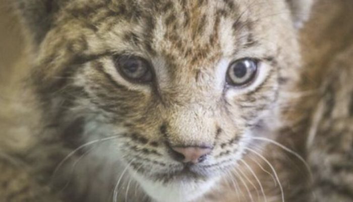 A woman saved and raised two lynx cubs she purchased from a zoo farm. The two cubs were loved and happy.