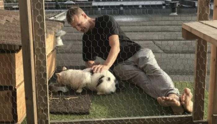 Because they wanted to save the stray cat and gain his trust, the family built him a house.