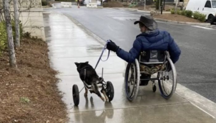 The dog in a wheelchair returned multiple times to the shelter at last will be taken on by a man who totally grasps him.