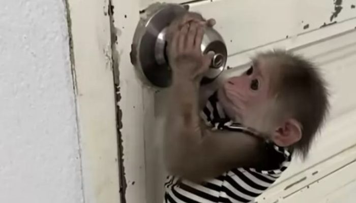 In a sweet video, a youthful monkey is shown relieving a protected parrot so his dad can take care of him.