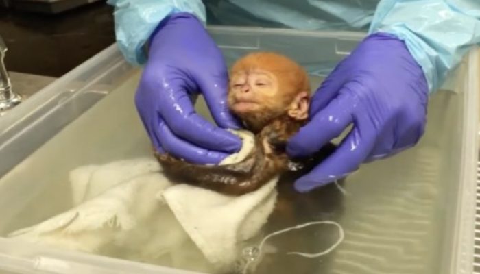 With his charming "embraces," a child monkey catches a plenty of hearts in the principal shower.