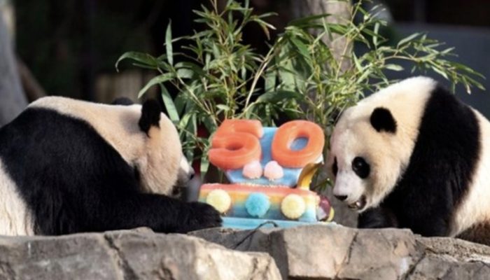 Watch the two beauty pandas. They enjoyed an iced cake to celebrate anniversary of the National Zoo. They are in happiness.