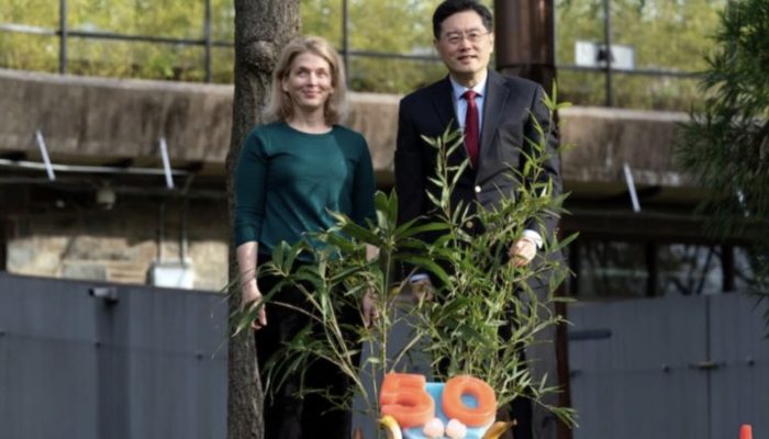 Watch the two beauty pandas. They enjoyed an iced cake to celebrate anniversary of the National Zoo. They are in happiness.