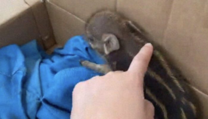 The young girl made the decision to care for the piglet she had found in the garden. The reaction of the piglet is curious.
