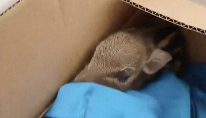 The young girl made the decision to care for the piglet she had found in the garden. The reaction of the piglet is curious.