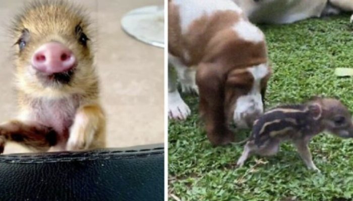 The young girl made the decision to care for the piglet she had found in the garden. The reaction of the piglet is curious.