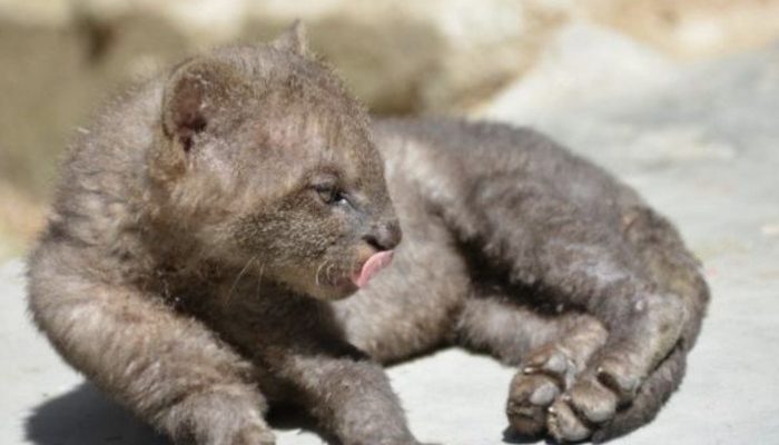 The hero of today: The stray "kitten" that a farmer brings home turns out to be a baby cougar. You just need to see.