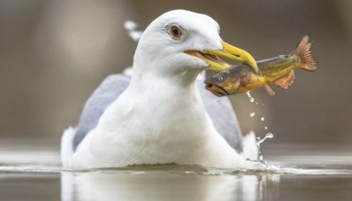 For the past twelve years, the seagull has made daily visits to the same person who saved him.