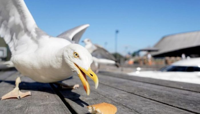 For the past twelve years, the seagull has made daily visits to the same person who saved him.
