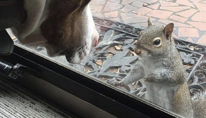 It took the squirrel eight hard long stretches of thumping on entryways until somebody chose to open it for her.