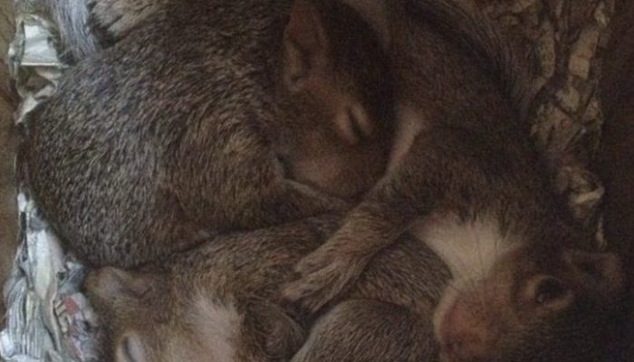 It took the squirrel eight hard long stretches of thumping on entryways until somebody chose to open it for her.