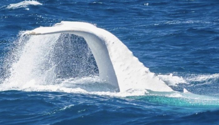 Time to have an upclose experience with Mag, the main white humpback whale on the planet.