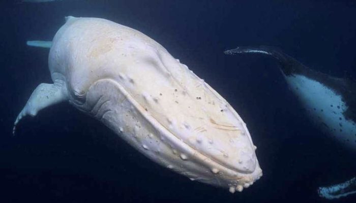 Time to have an upclose experience with Mag, the main white humpback whale on the planet.