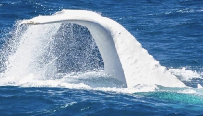Time to have an upclose experience with Mag, the main white humpback whale on the planet.
