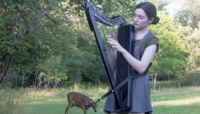 Like a scene from a movie. In a sunny meadow, a woman was playing the harp, which admired young deer. See how the deer was attracted.