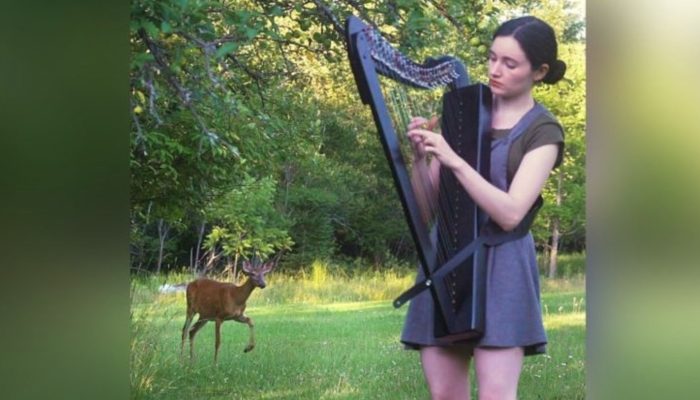Like a scene from a movie. In a sunny meadow, a woman was playing the harp, which admired young deer. See how the deer was attracted.