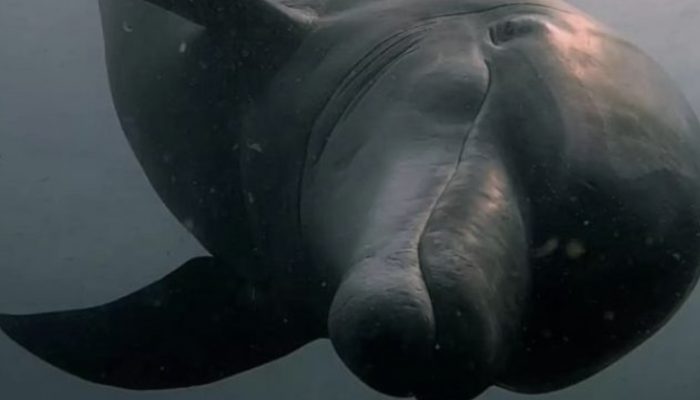 The wild dolphin encourages you to continue playing since it enjoys doing fetch.