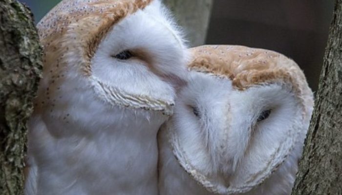 Two stunning owls were photographed by the photographer when they were having a very private moment together.
