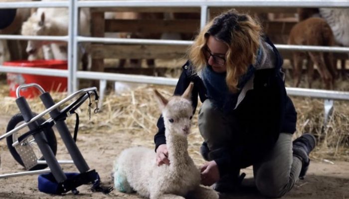 A kind-hearted woman saves a little alpaca and gives him a new home on a farm. From that day they live happily together.