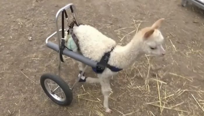 A kind-hearted woman saves a little alpaca and gives him a new home on a farm. From that day they live happily together.
