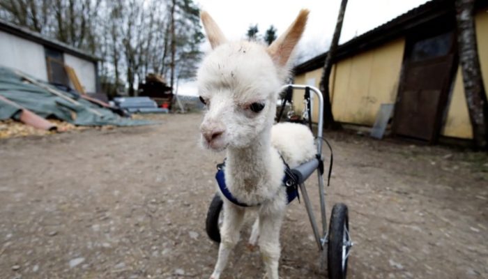A kind-hearted woman saves a little alpaca and gives him a new home on a farm. From that day they live happily together.