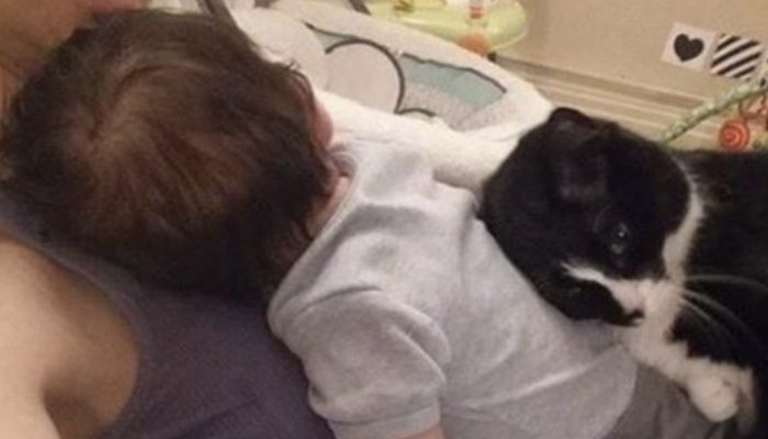 This cat can not resist stroking her mistress's growing belly. Here is the cat's cuddle form.