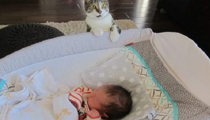 Cat find it hard to comprehend that a baby has moved into the house. He gave a noteworthy reaction in this case.