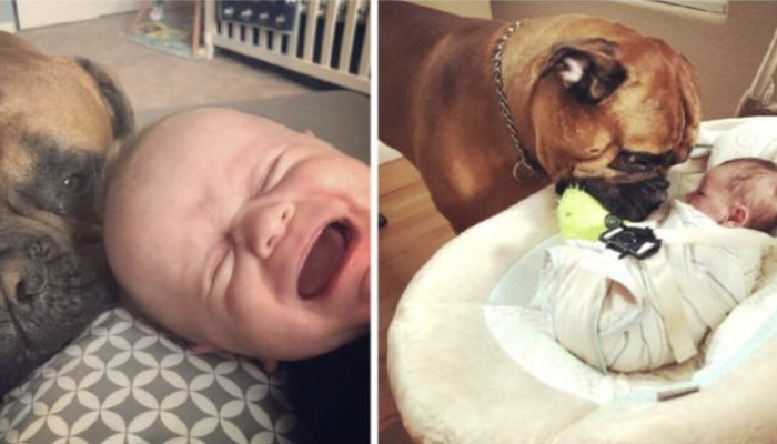 The sweet dog assists the little brother whenever he needs help with his beloved fluffy toy.