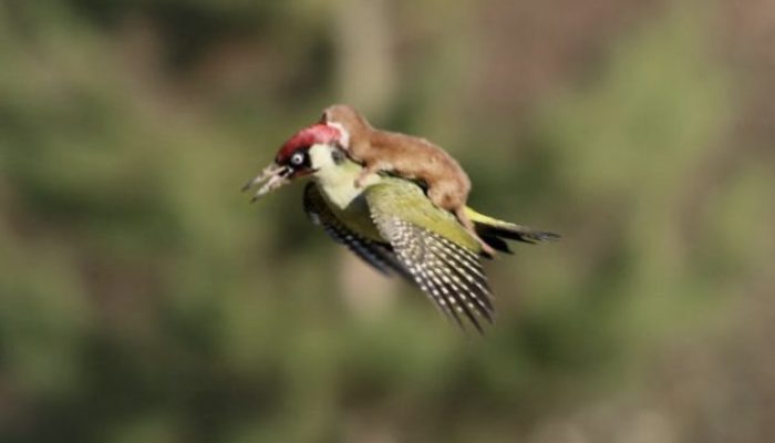An incredible image of a weasel youngster flying into the air on the back of a bird.