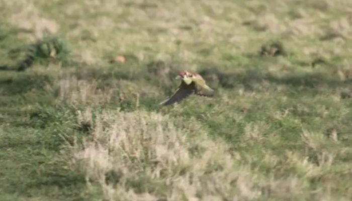 An incredible image of a weasel youngster flying into the air on the back of a bird.