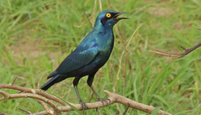 A brilliant shimmering blue-green bird is with beautiful iridescent royal blue tones contrasting with purple tones.