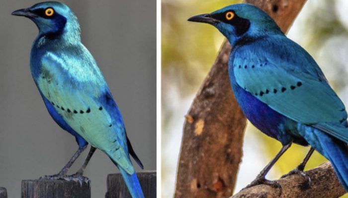 A brilliant shimmering blue-green bird is with beautiful iridescent royal blue tones contrasting with purple tones.