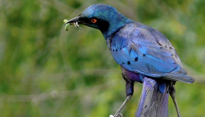 A brilliant shimmering blue-green bird is with beautiful iridescent royal blue tones contrasting with purple tones.