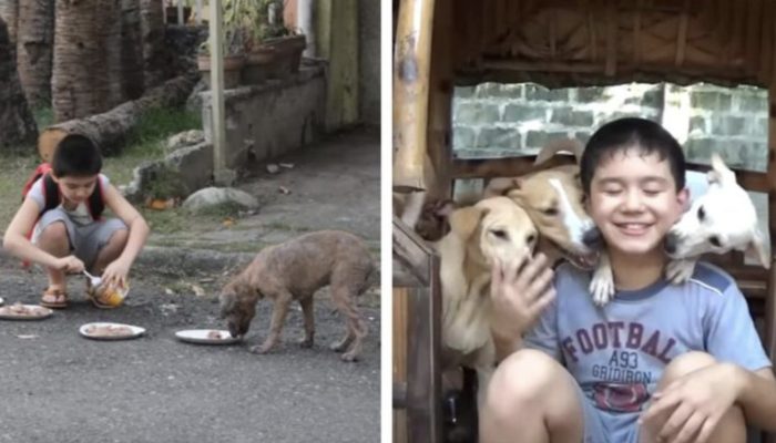 A 9-year-old boy feeds stray dogs with pocket money before opening a no-kill animal shelter. It is worth seeing the shelter.