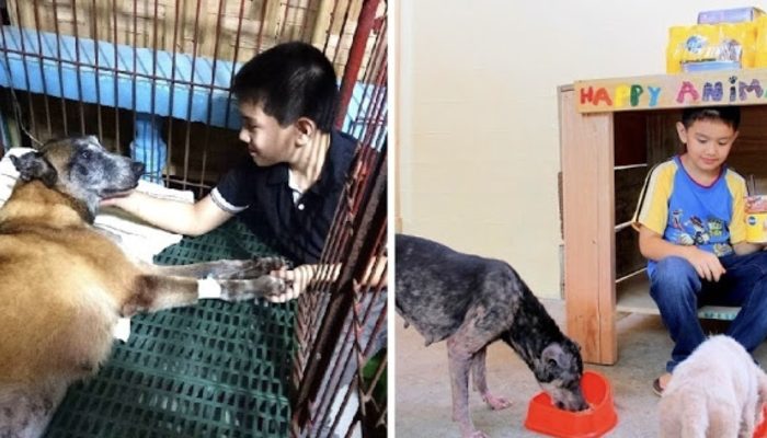 A 9-year-old boy feeds stray dogs with pocket money before opening a no-kill animal shelter. It is worth seeing the shelter.