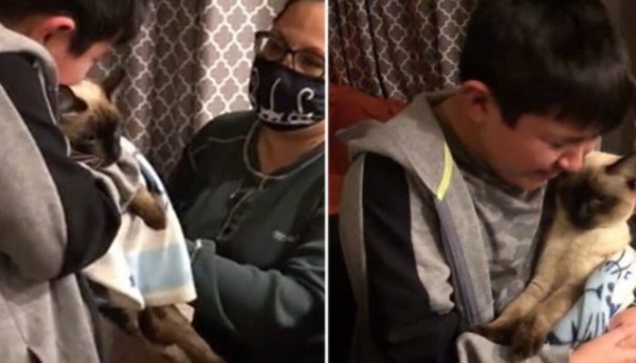 Boy who was heartbroken when his cat disappeared can not contain his happiness after finding his beloved pet.