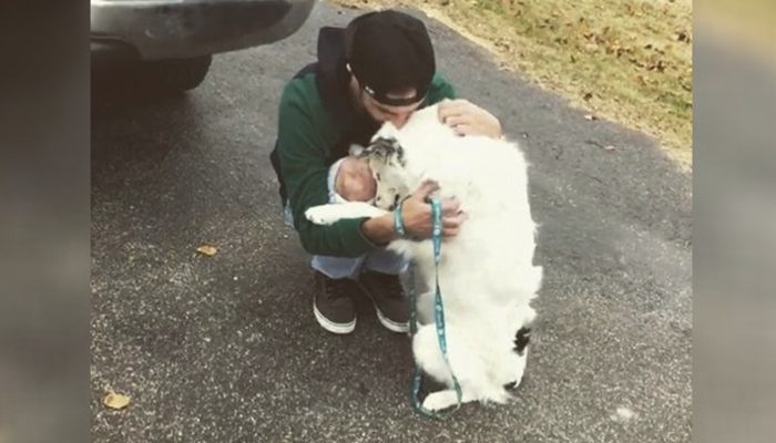 A dog that was in so much pain could not be a pet as it did not get enough hugs in its life.